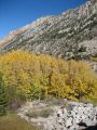 Lake Sabrina aspens showing their Fall colors at eight thousand feet
