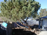 last look at pine tree
