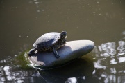 Sunbathing turtle